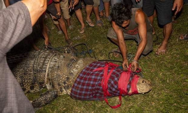 In Indonesia A Crocodile Who Lived For 5 Years With A Tyre Around His Neck Is Miraculously